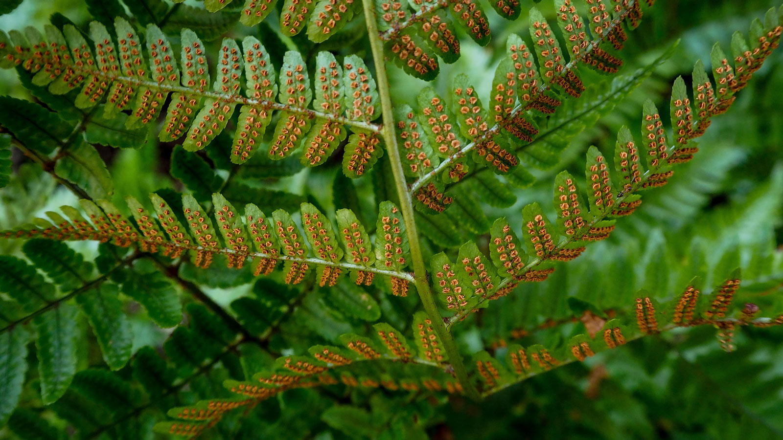 Photo of the underside of a fern frond